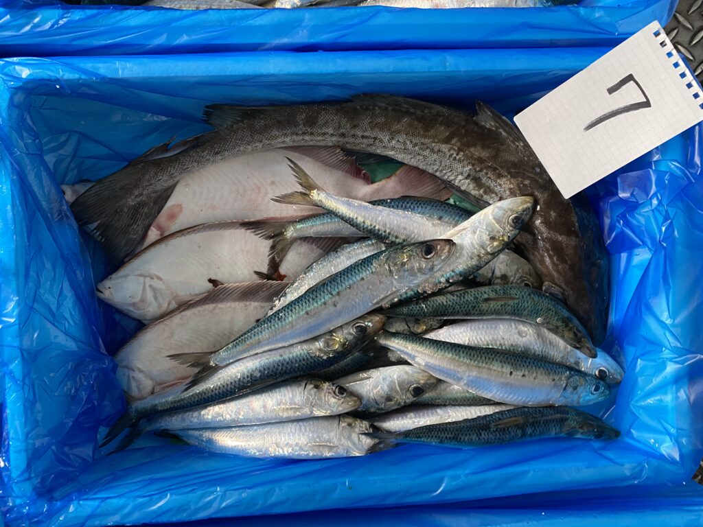 認知度の低い魚介類をセット物にして販売した鮮魚BOX